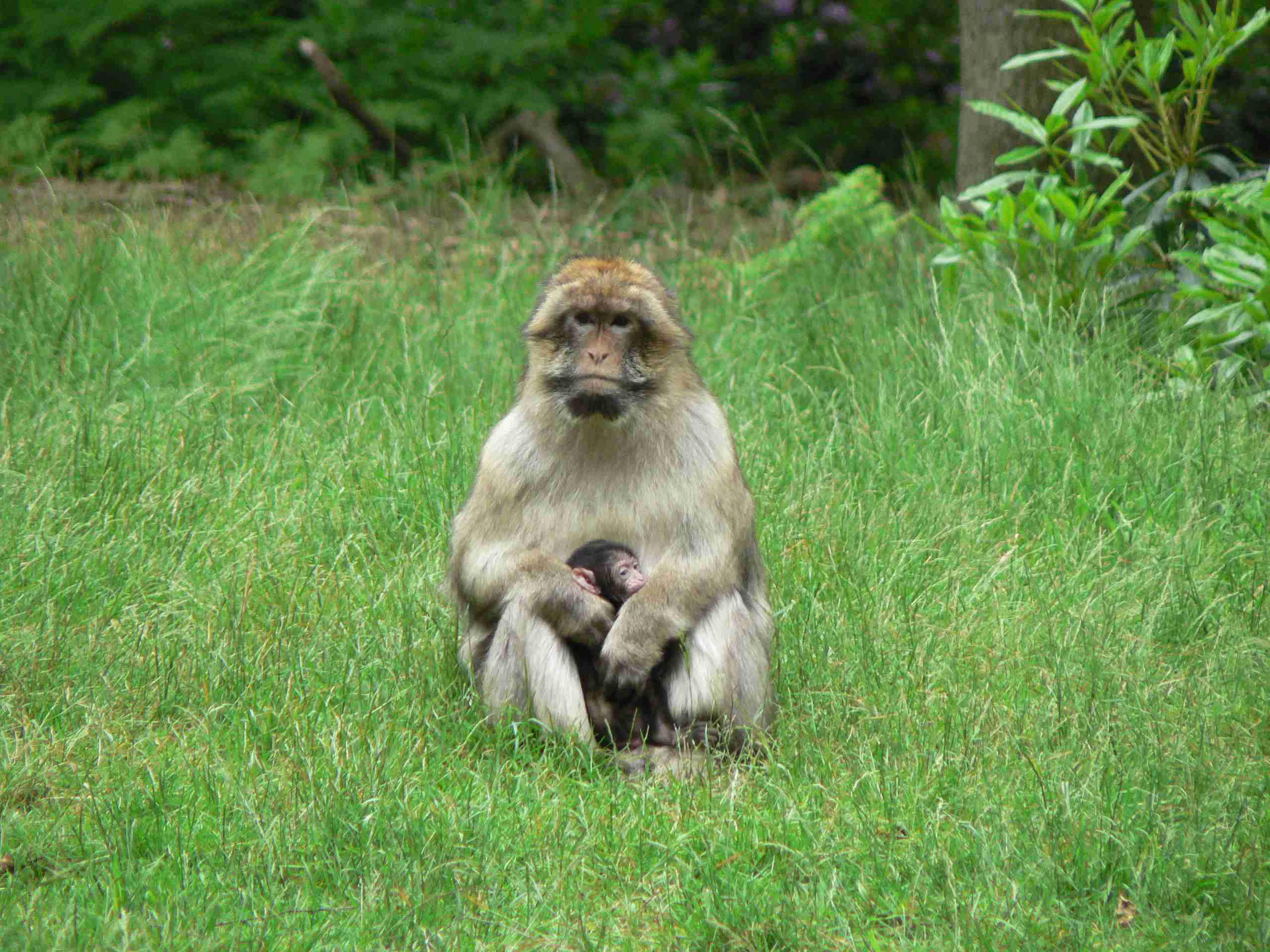 macaque monkey at the Monkey Forest in Staffordshire
